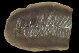 Fossil Fern (Pecopteris) Pos/Neg - Mazon Creek #133628-1